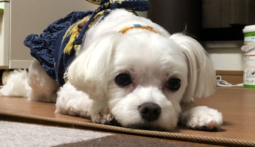 写真が大好きな愛犬！「アタシを撮ってるんだよね！」ある日のドッグカフェ！